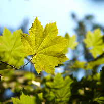 Acer circinatum (Vine Maple)