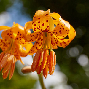 tiger lily native Lilium columbianum (Tiger Lily)