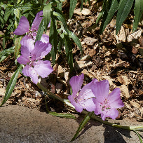 Clarkia amoena (Farewell to Spring) Seed Packet WW