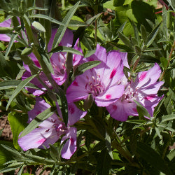 Fourspot Clarkia (Clarkia purpurea spp quadrivulnera) Seed Packet WW