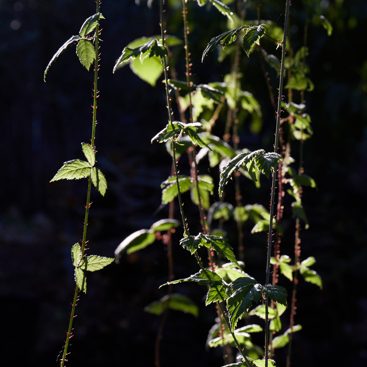 Hanging blackberry vines with green leaves and red thorns.