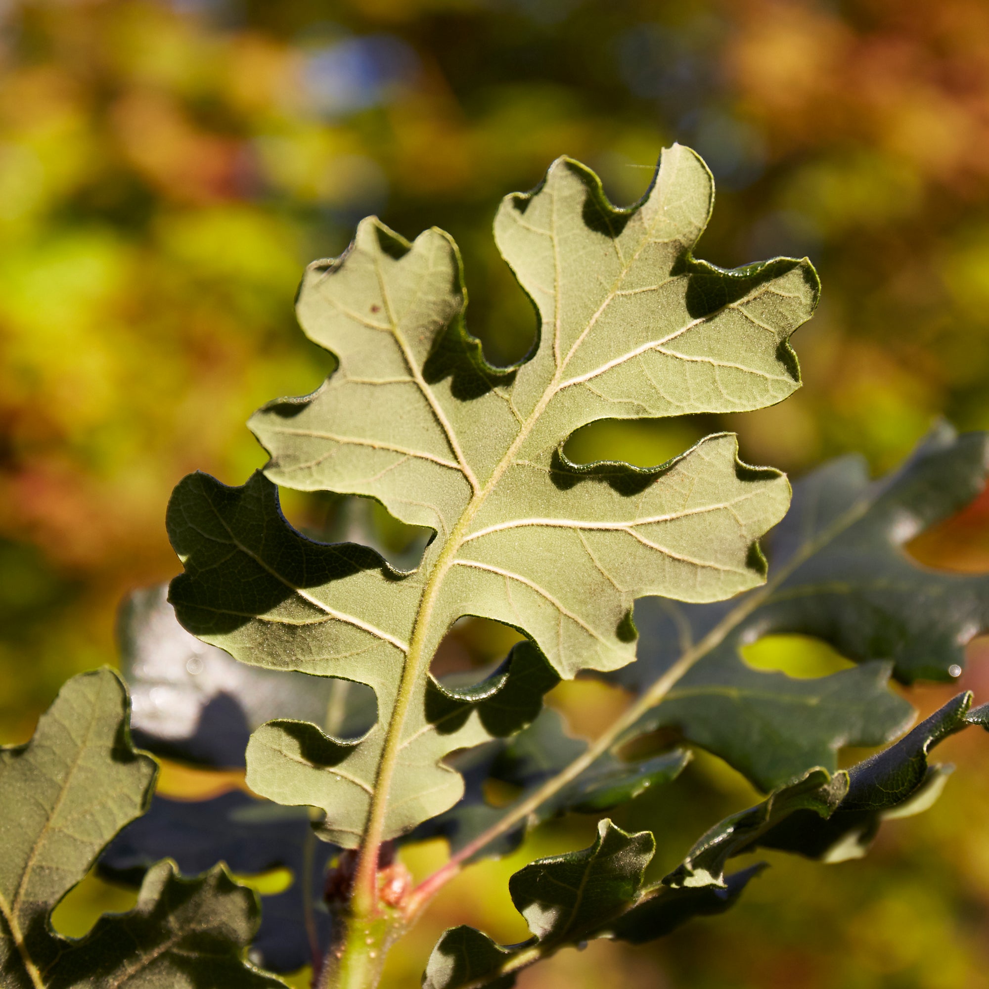 Quercus garryana (Oregon White Oak)