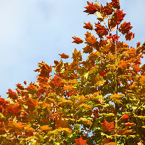 Acer circinatum (Vine Maple)