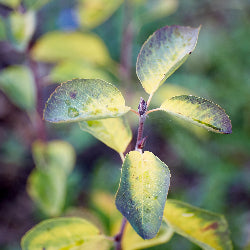 Amelanchier alnifolia (Saskatoon Serviceberry)