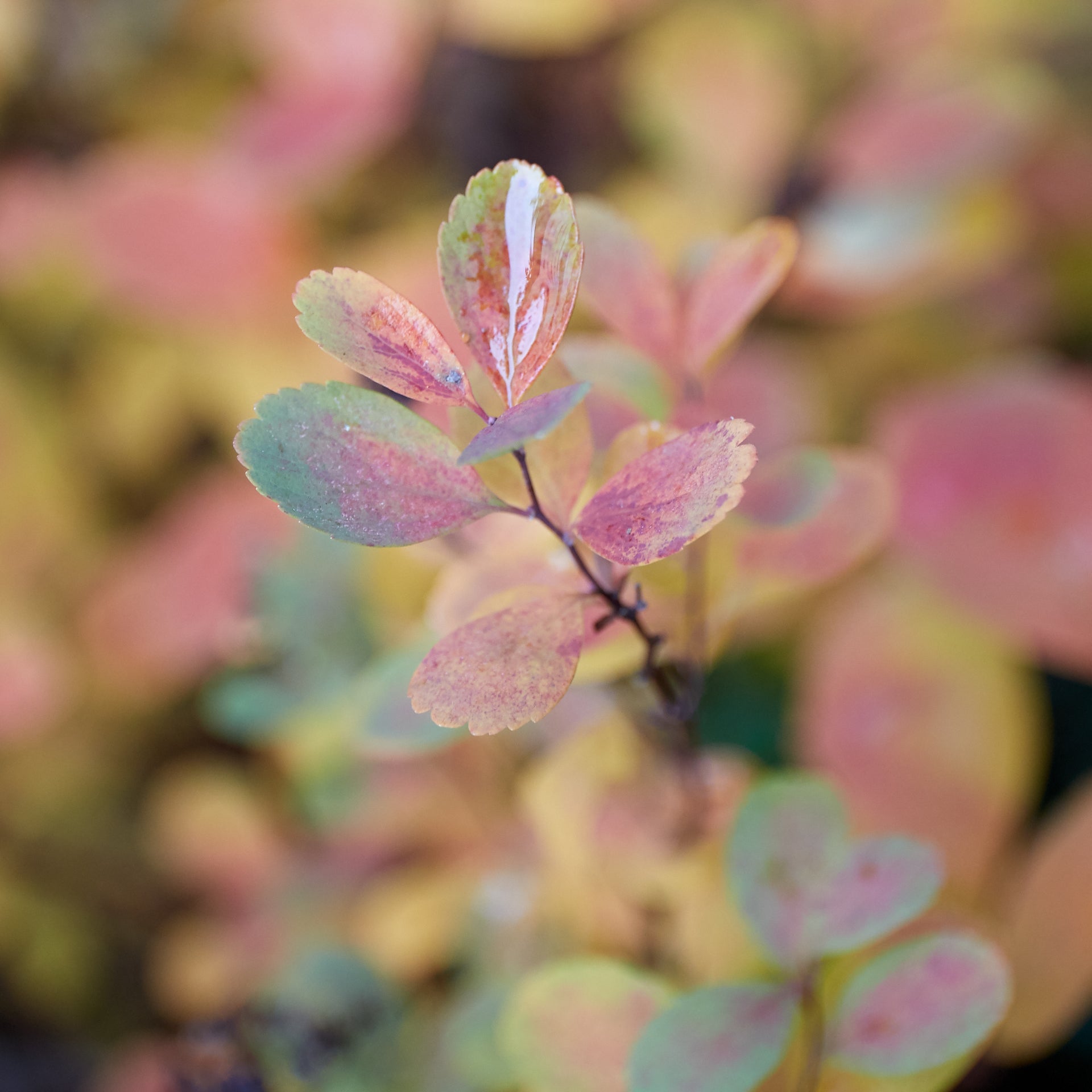 Spiraea betulifolia (Shiny Leaf Spirea)