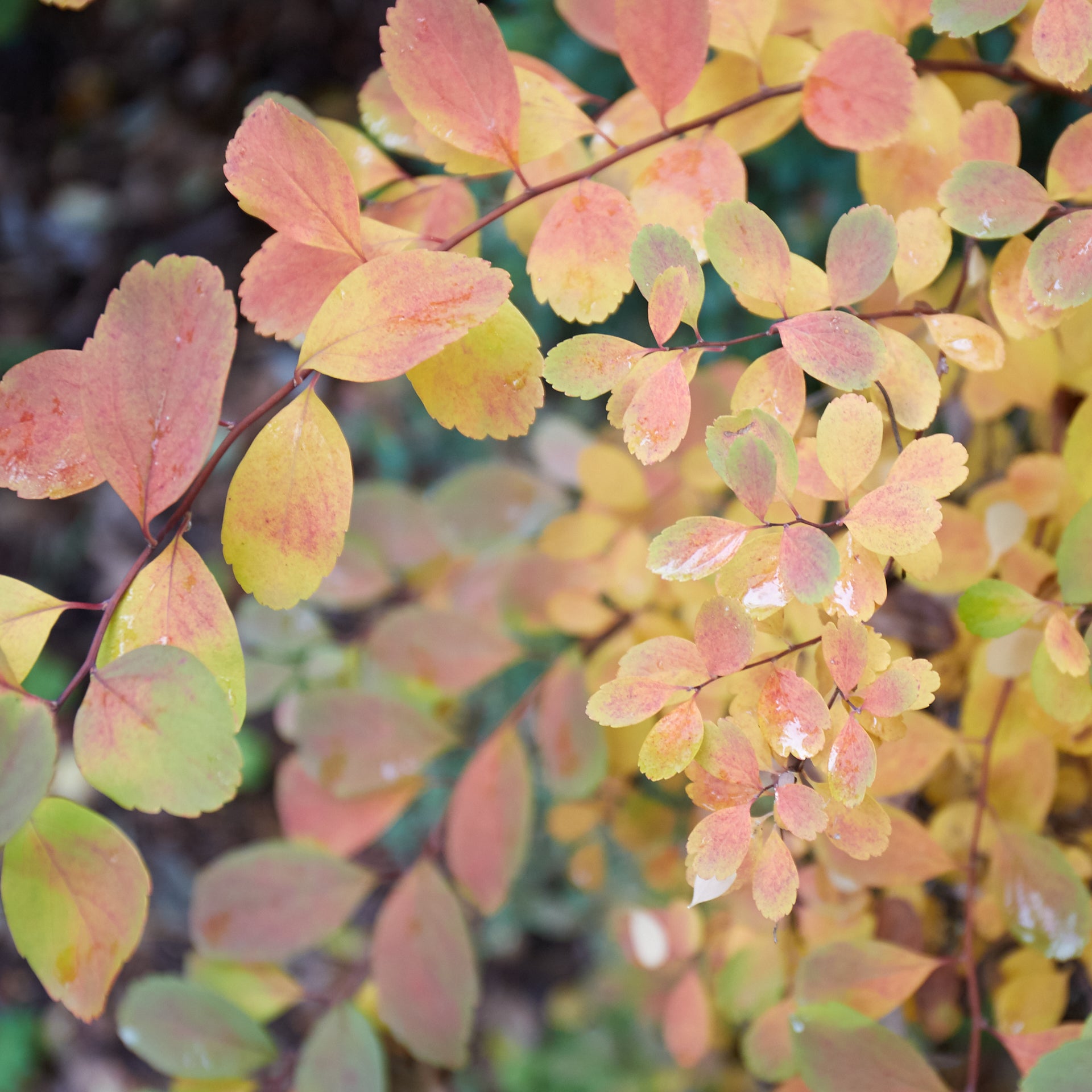 Spiraea betulifolia var. lucida (Shiny Leaf Spirea)
