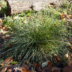 Slender Hairgrass (Deschampsia elongata) Seed Packet WW