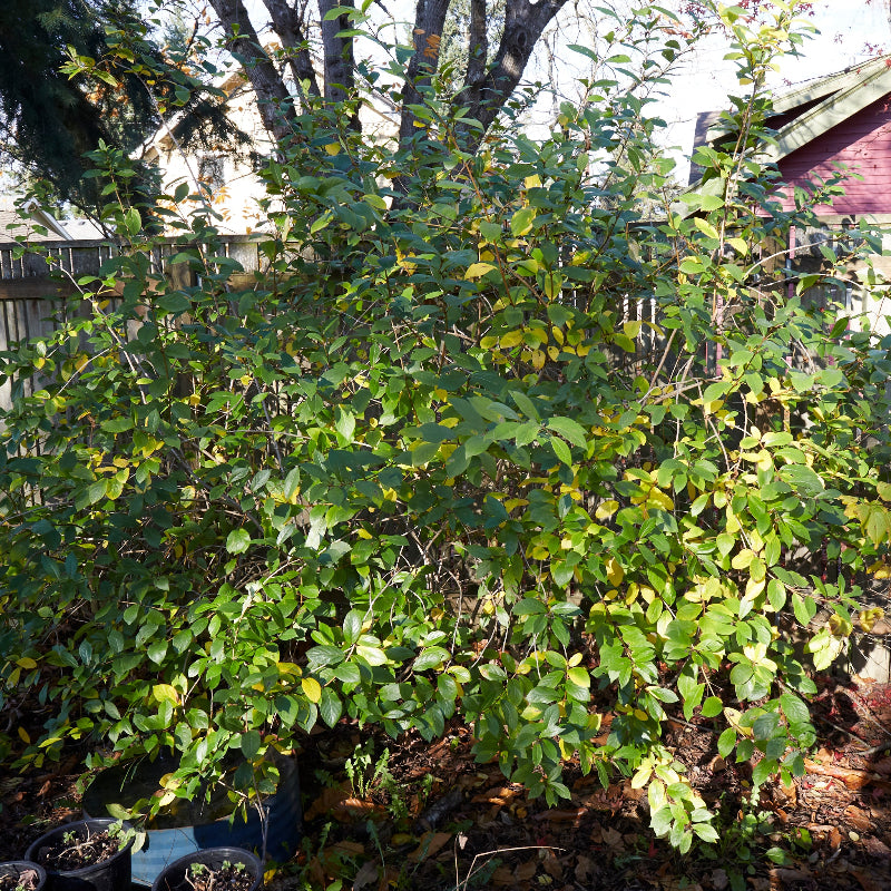 Lonicera involucrata (Black Twinberry)