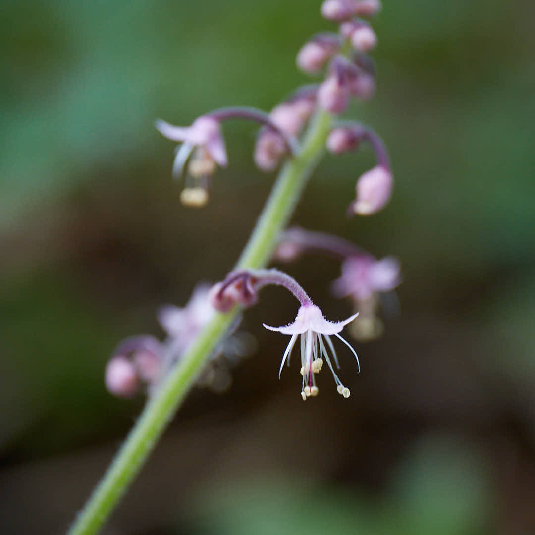 Tiarella trifoliata (Threeleaf Foamflower)