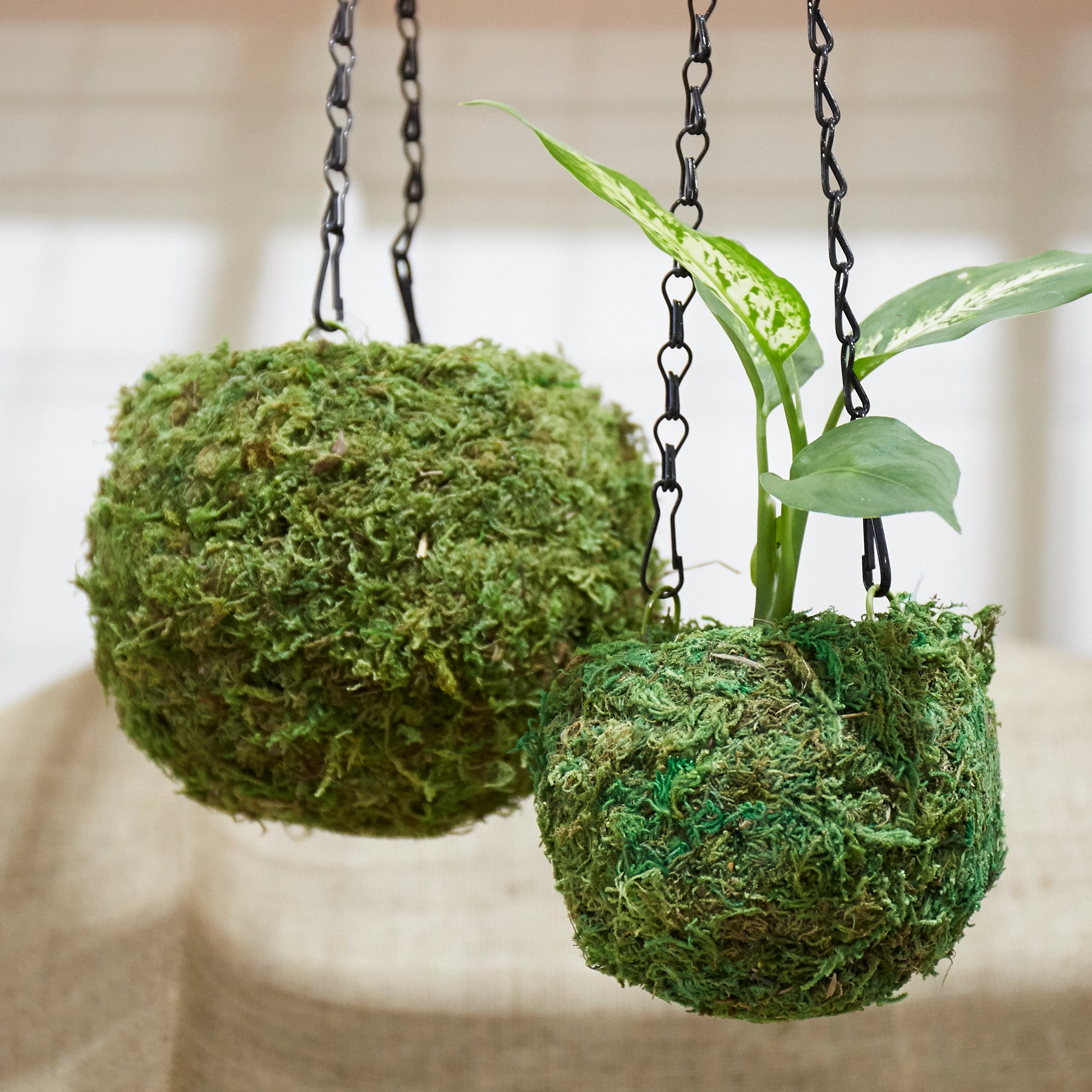 Super Moss, Kokedama Green Moss Ball Planter - 6
