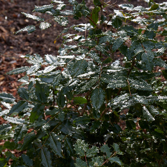 Mahonia aquifolium (Tall Oregon Grape)