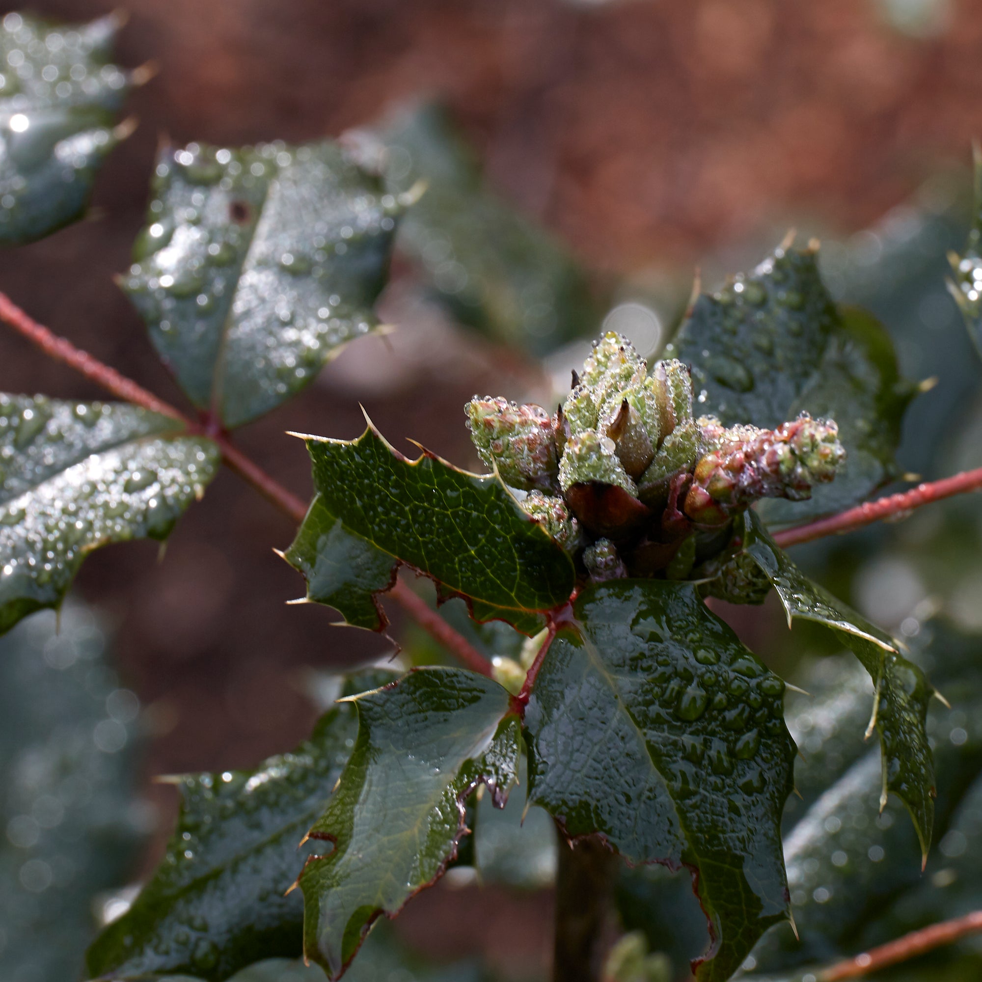 Mahonia aquifolium (Tall Oregon Grape)