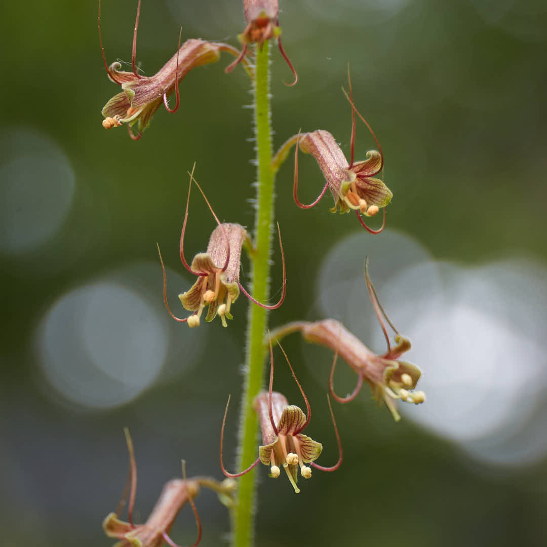 piggyback plant indoor Tolmiea menziesii (Piggyback Plant)