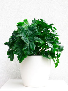 A white background and foreground. A plant with thick dark green shiny foliage with long serrated edges. The plant is in a white pot.