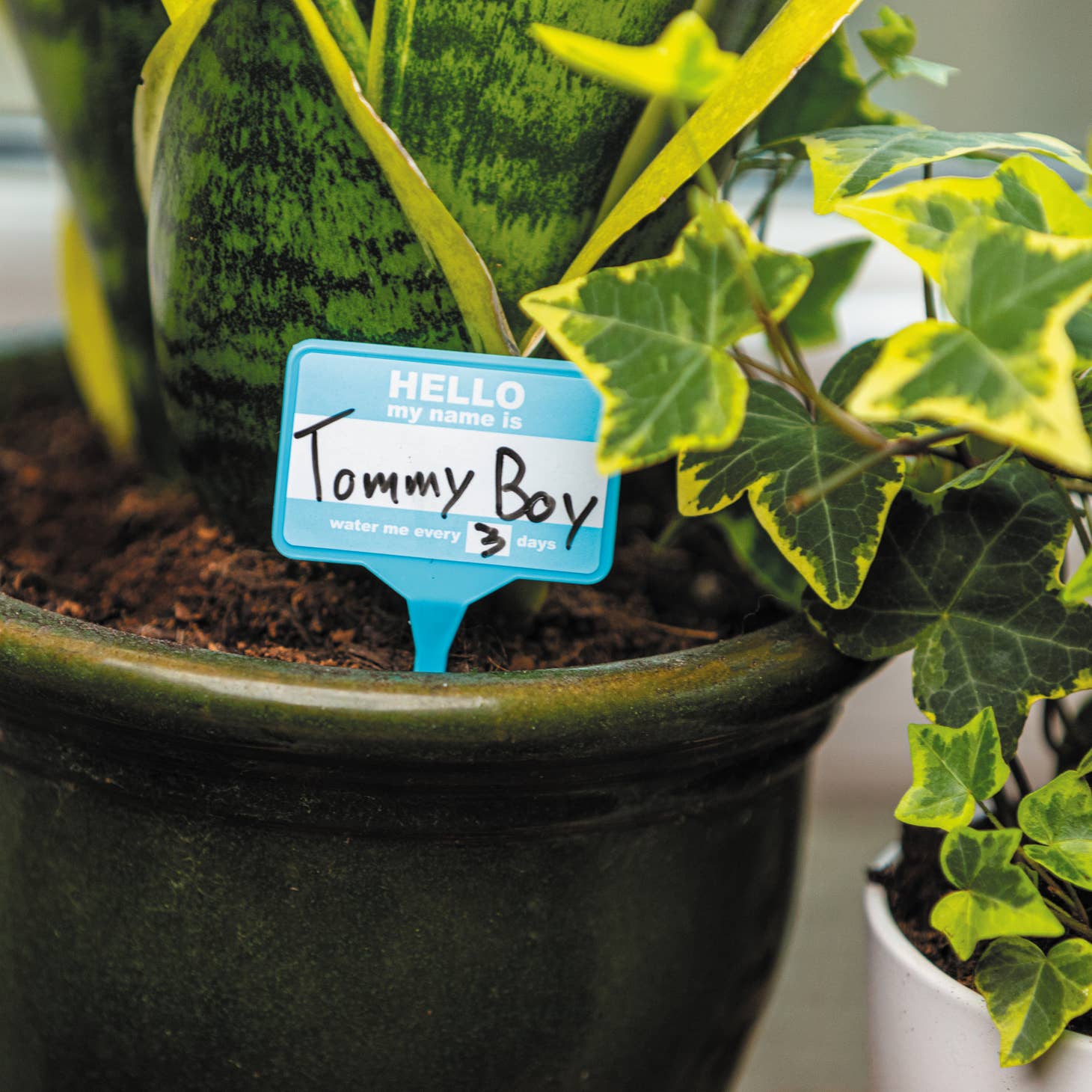 'Hello My Name Is' Plant Name Badges /Houseplant Labels