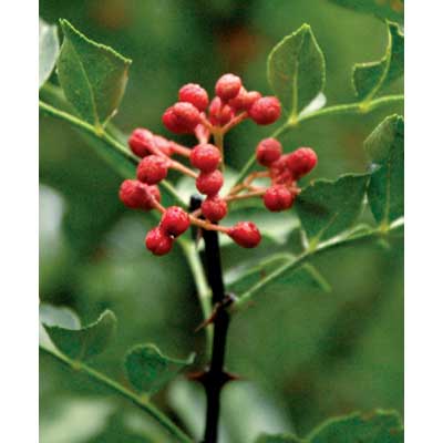 Sansho Seedling- Japanese Pepper (Zanthoxylum piperitum)
