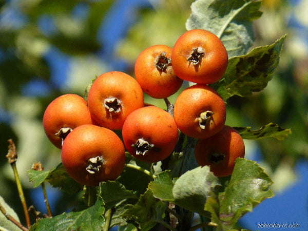 Mt. Ash 'Baby Shipova' (X Sorbopyrus auricularis) - SymbiOp Garden Shop