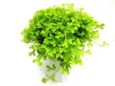 a white background with a moss plant with green and golden feathery foliage in a white pot.