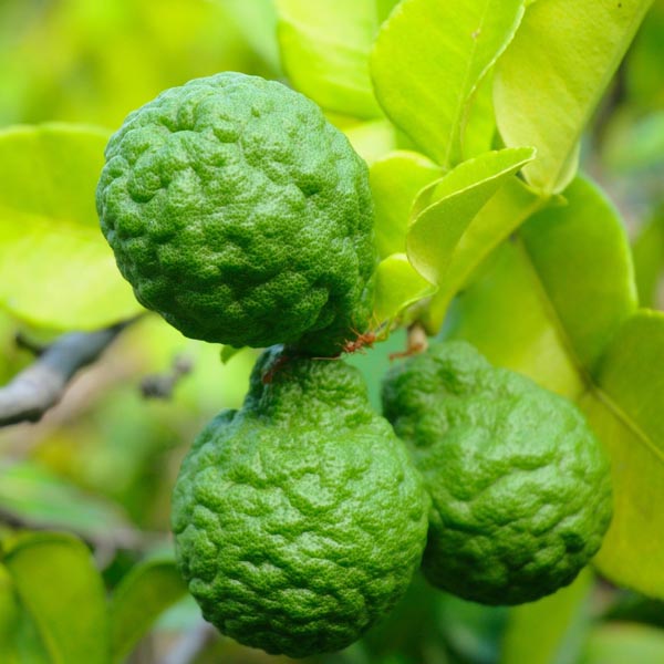 Thai Lime (Citrus hystrix)