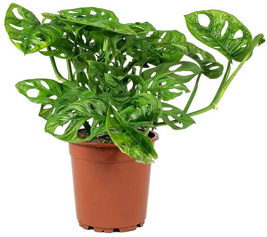 A potted plant with many clusters of medium sized bright green leaves. The leaves are highly fenestrated with many holes.