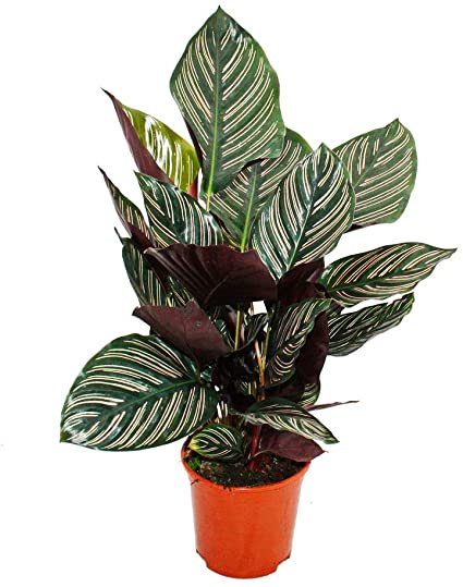 Potted plant with broad pointed leaves. The leaves are dark green with white pin-striping extending from the center vein to the edge of the leaf. The underside of the leaf is a deep maroon.