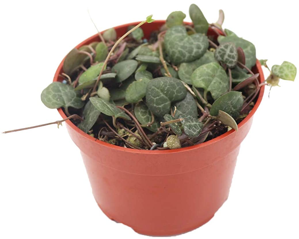 Potted plant with heart-shaped, fleshy, gray-green foliage has an eye-catching marbled pattern and the thin, string-like vines have a distinctive purple shade.