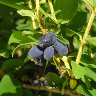 Honeyberry 'Blue Forest' (Lonicera caerulea var. edulis)