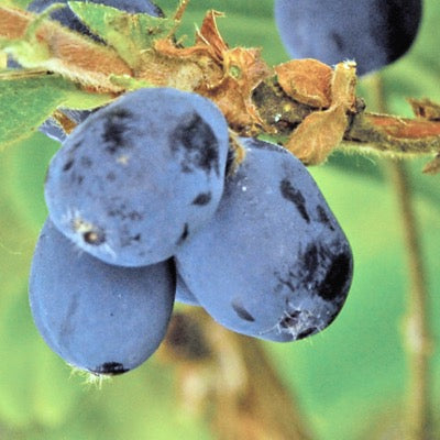 Honeyberry 'Blue Mist' (Lonicera caerulea)
