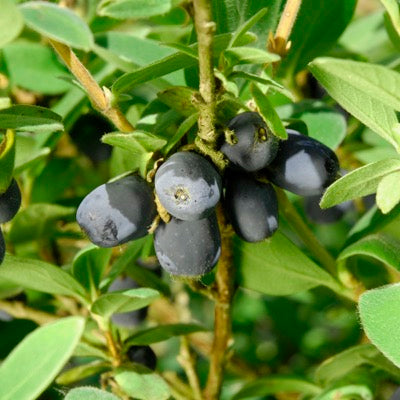 Honeyberry 'Blue Sea' (Lonicera caerulea)