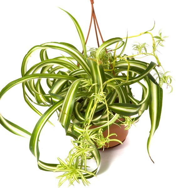 This plant has long, thin, curly leaves. The leaves are green along the outside edges, with a white stripe that runs down the center. It has long bright green stems with smaller clusters of tiny curly leaves. 