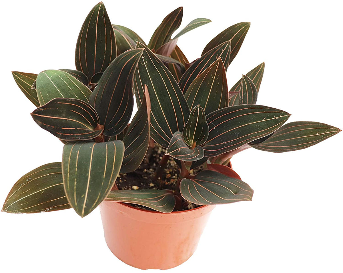 Potted plant with short stems of clustered leaves. The leaves are ovular in shape, coming to a point. Each leaf has long thin red or white lines running from the base of the leaf to the top edge.