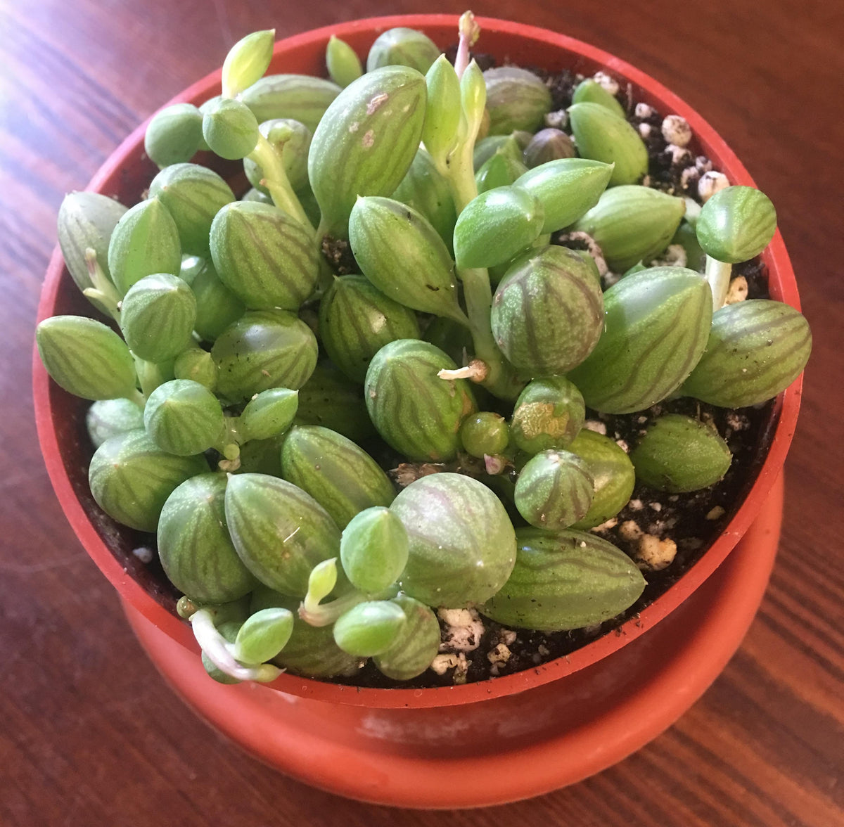 A potted plant with small, egg shaped, rounded leaves. The leaves are bright green with thin lines of dark green running from base to tip.