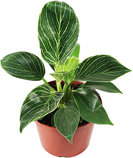Potted plant with round, deep green leaves with mildly pointed tips and vivid white pinstripes and variegation.