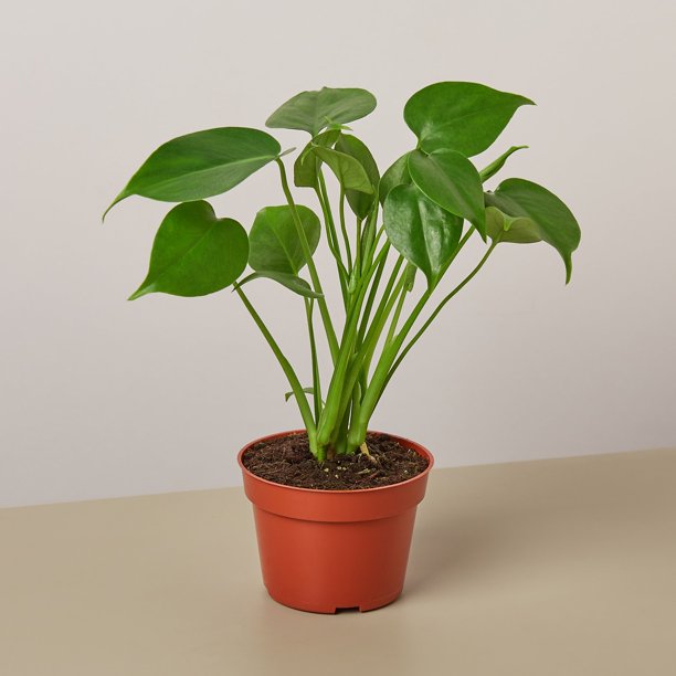 A potted plant with tall erect stalks and heart shaped glossy bright green leaves. 