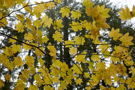 Dozens of yellow maple leaves against the sky. 