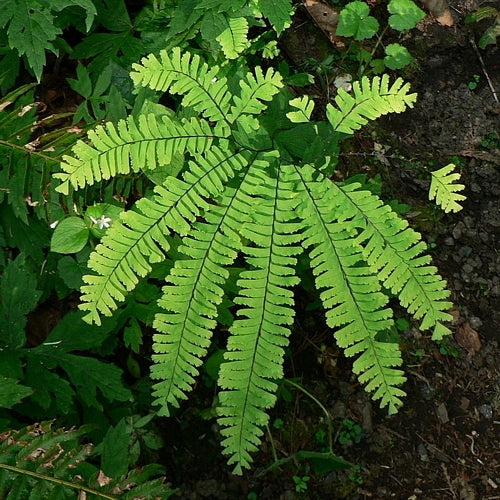 Adiantum aleuticum (Western Maidenhair Fern)