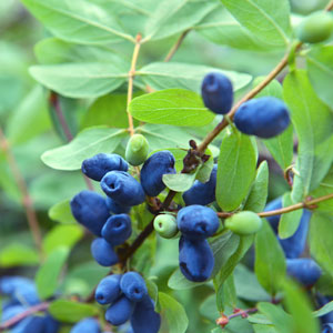 Honeyberry 'Blue Hakkaido' (Lonicera caerulea)