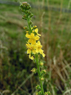 Agrimonia eupatoria (Agrimony) MG CC