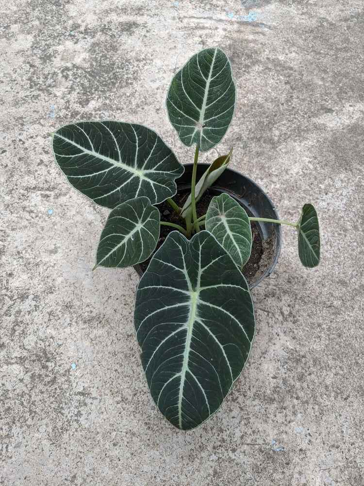 Potted plant with varied leaf sizes. The leaves have two points at the base and are rounded at the end. They are a deep dark green with bright white veins.