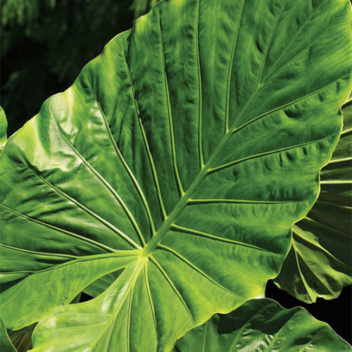 Alocasia 'Calidora'