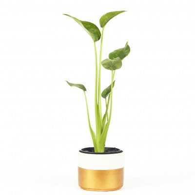 A green plant with long stems and flat, broad leaves. The pot is white and gold.