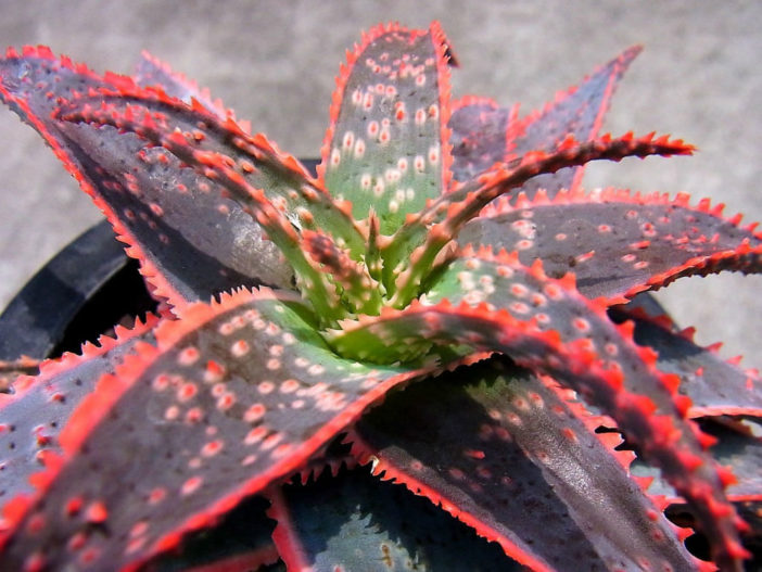 Aloe 'Christmas Carol'