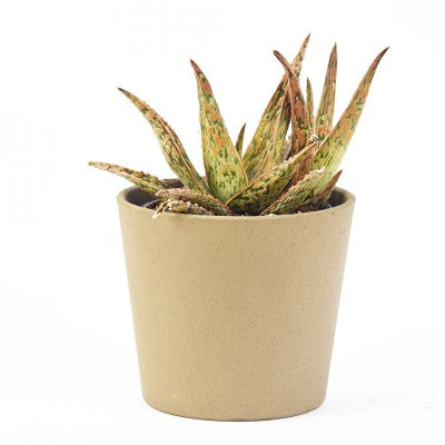 A green and pale pink spotted aloe in a tan pot.