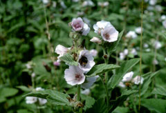 Althea officinalis (Marshmallow) MG CC