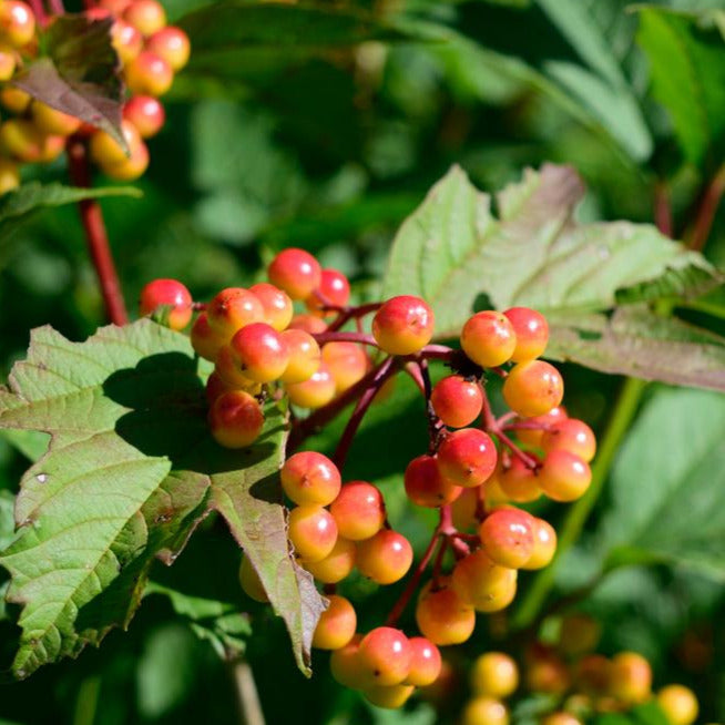 A leafy shrub with green leaves that have a red tint. There are bright yellow and red berries growing from red stems. 