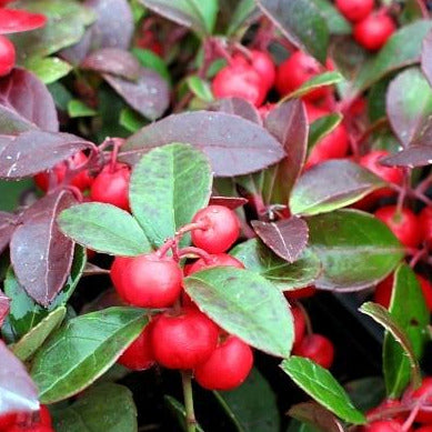 A plant with bright red berries. It has green and reddish green leaves that are oval with serrated edges and pointed tips.
