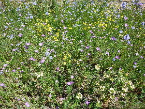 annual meadow flower seed mix Willamette Valley Native Annual Color Seed Mix