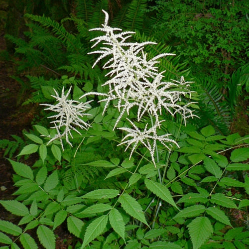 Aruncus diocus (Goats Beard)