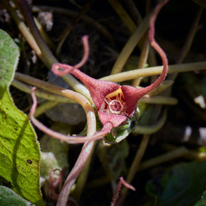 An alien-looking plant. There are many pale stems along the ground and a flower is in the center. The flower is red with long, tentacle-like petals.