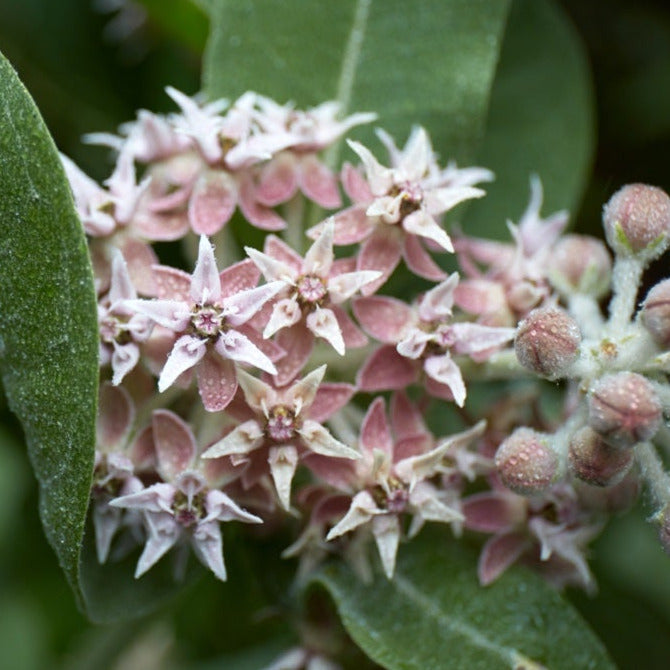 A plant with soft green leaves, almost powdery. The flowers are star-like and are white and pink.